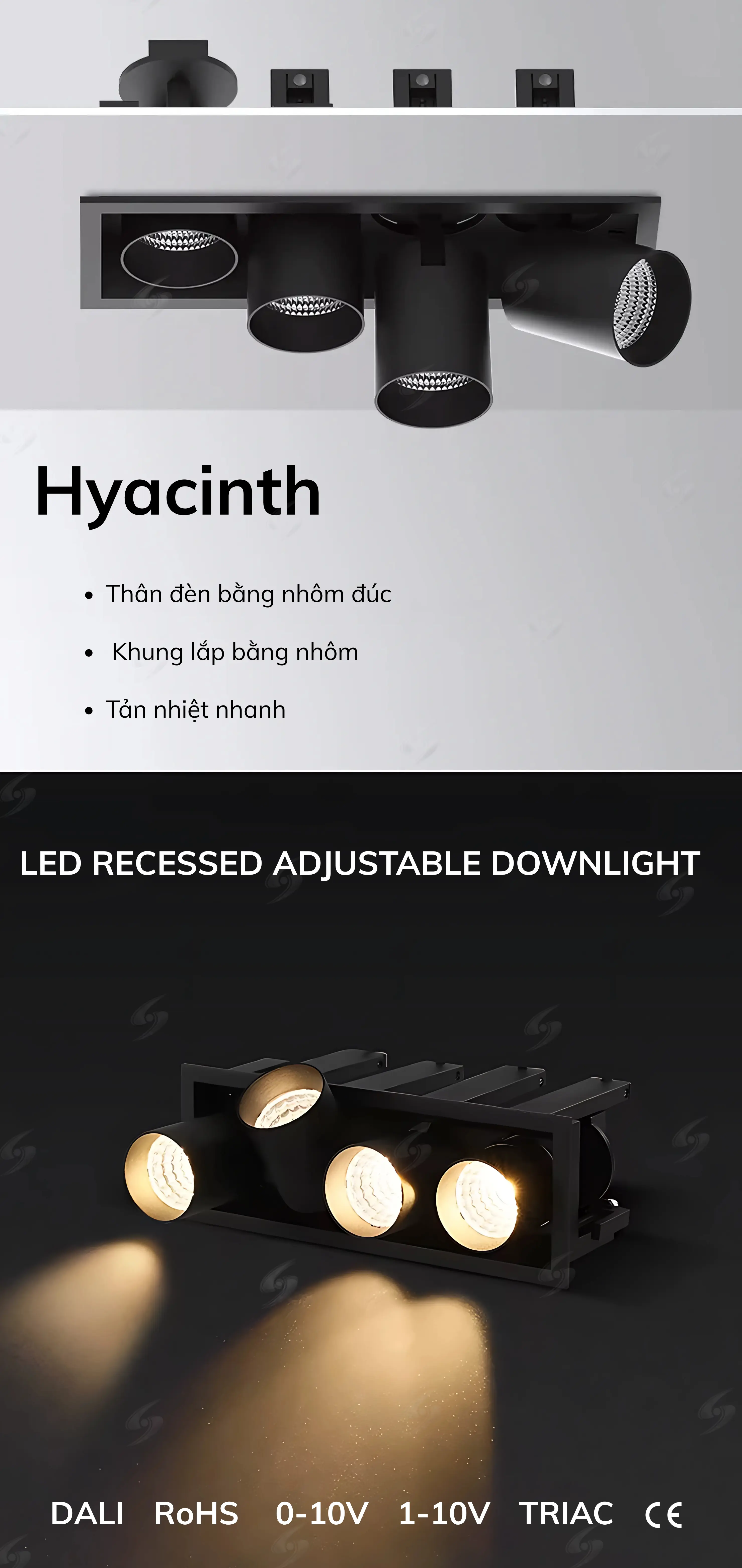 hyacinth1