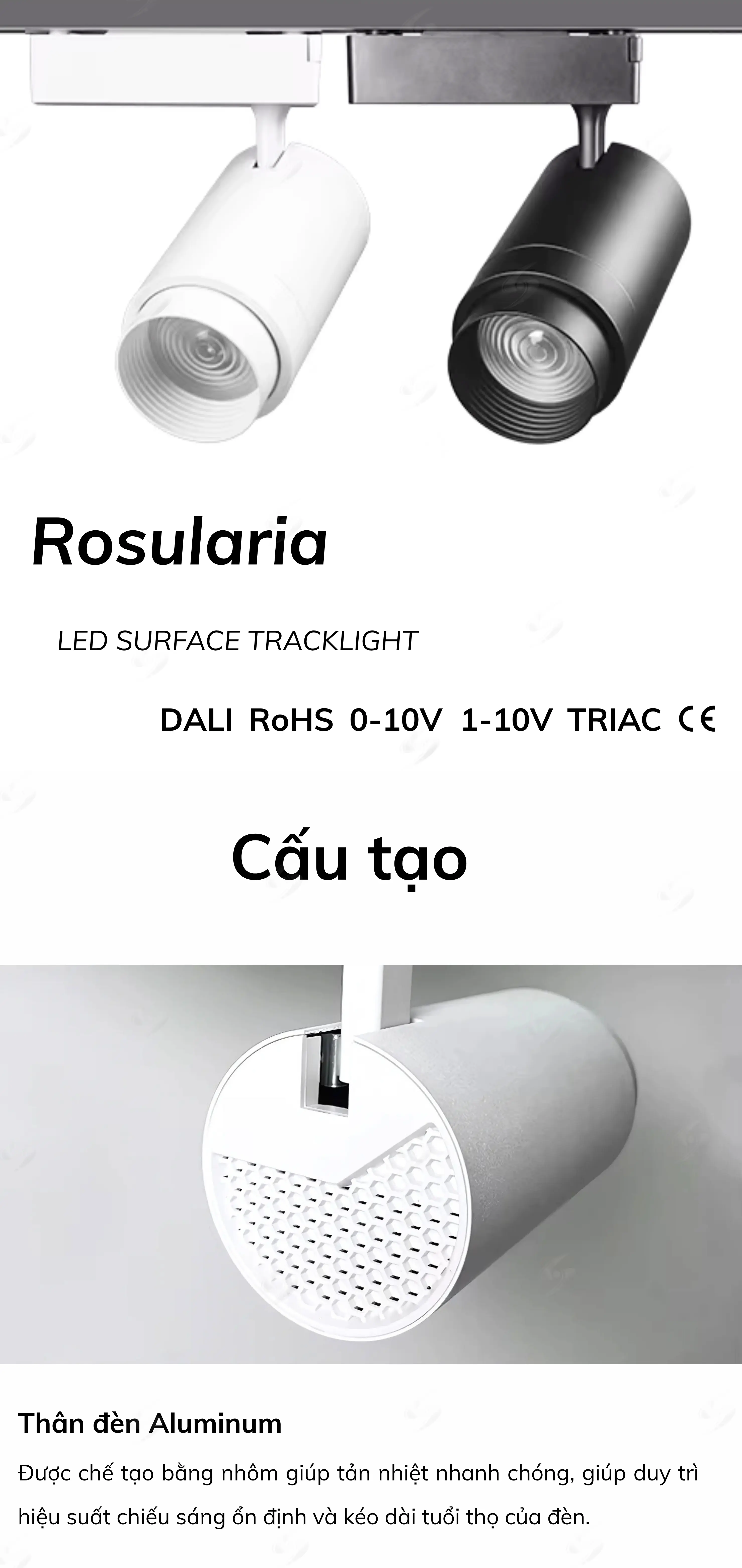 rosularia11